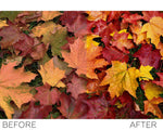 Autumn Freedom - Photoshop Actions