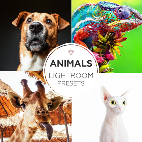 Animals - lightroom presets